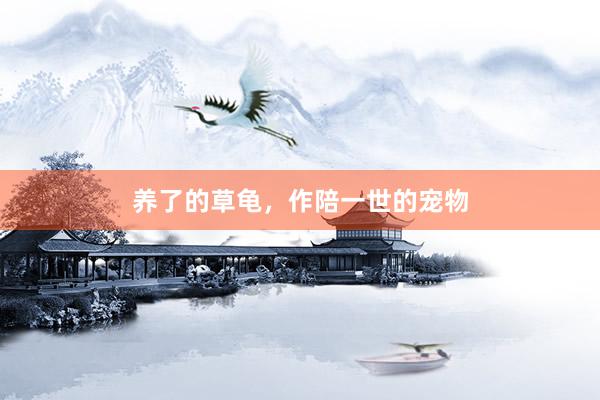 养了的草龟，作陪一世的宠物